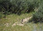 Kleine kortteenleeuwerik (Lesser Short-toed lark)  (Calandrella rufescens) - gerkamp bij Gurvanbulag 12-08-2016